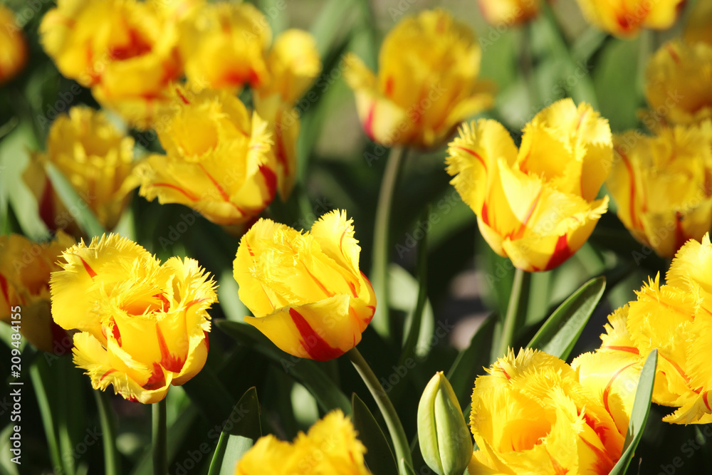 Red and yellow double tulips Red and yellow double tulips