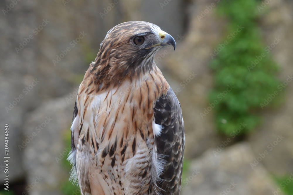 Red tailed hawk