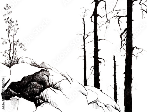 Fototapeta Góry Skaliste. Młode drzewo jarzębiny. Trawa wyskakuje spod skał. Czarne sylwetki wiekowych pni drzew modrzewia. Ręcznie rysowane liniowy ilustracja na papierze. Szkicuj atramentem.