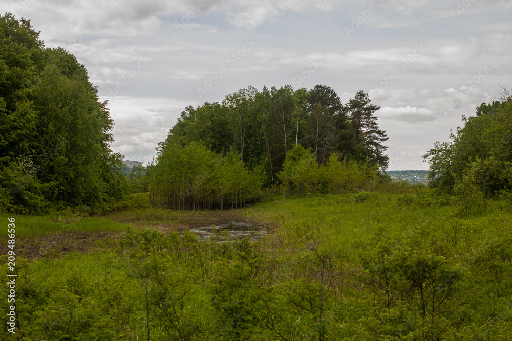 lush vegetation on floodplain meadows on a summer day