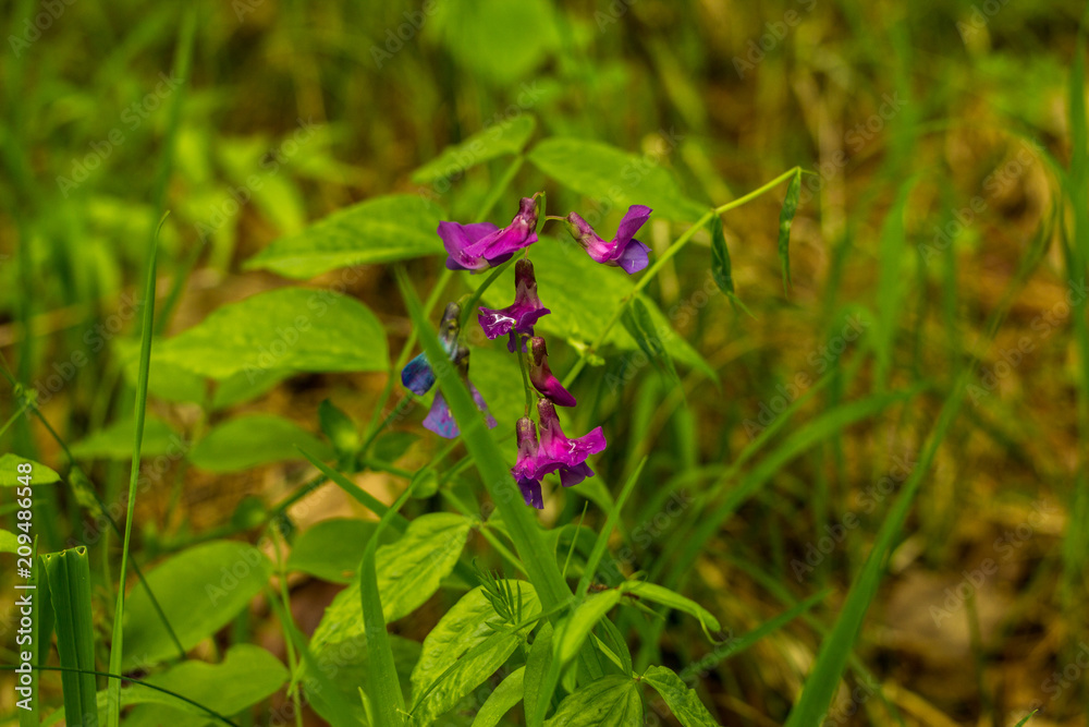 Fototapeta premium lush vegetation on floodplain meadows on a summer day