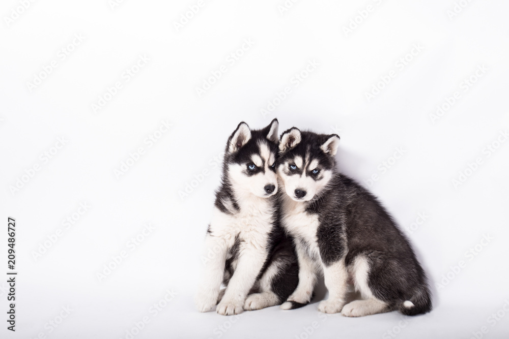 beautiful husky puppies on white background beautiful husky puppies on white background