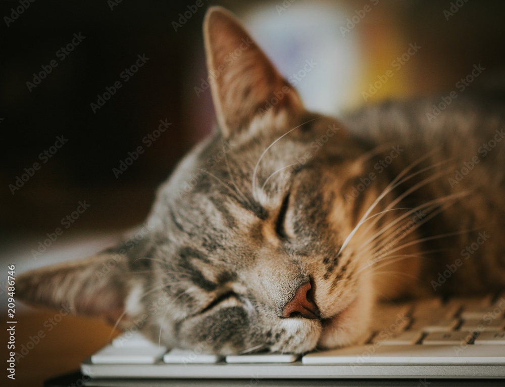 Cat sleeping on computer keyboard. Rest, resting, calm, relaxation, relax
