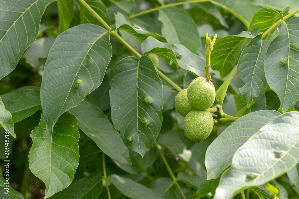 Green unripe walnuts hanging at the tree in summer Green unripe walnuts hanging at the tree in summer