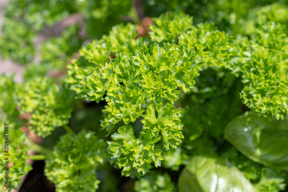 Green curley parsley in the sun in summer Green curley parsley in the sun in summer