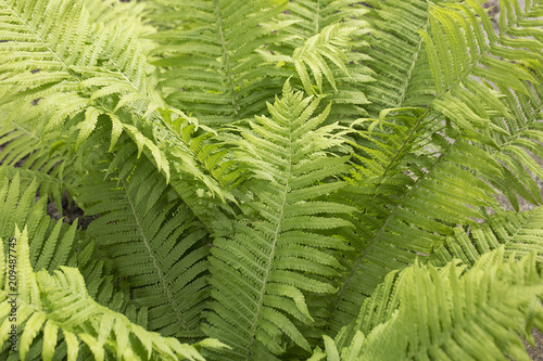 fern leaves   beautiful fern   greens beautiful  bush fern