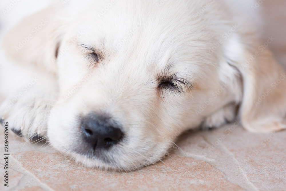 Very young golden retriever puppy is sleeping, portrait closeup Very young golden retriever puppy is sleeping, portrait closeup