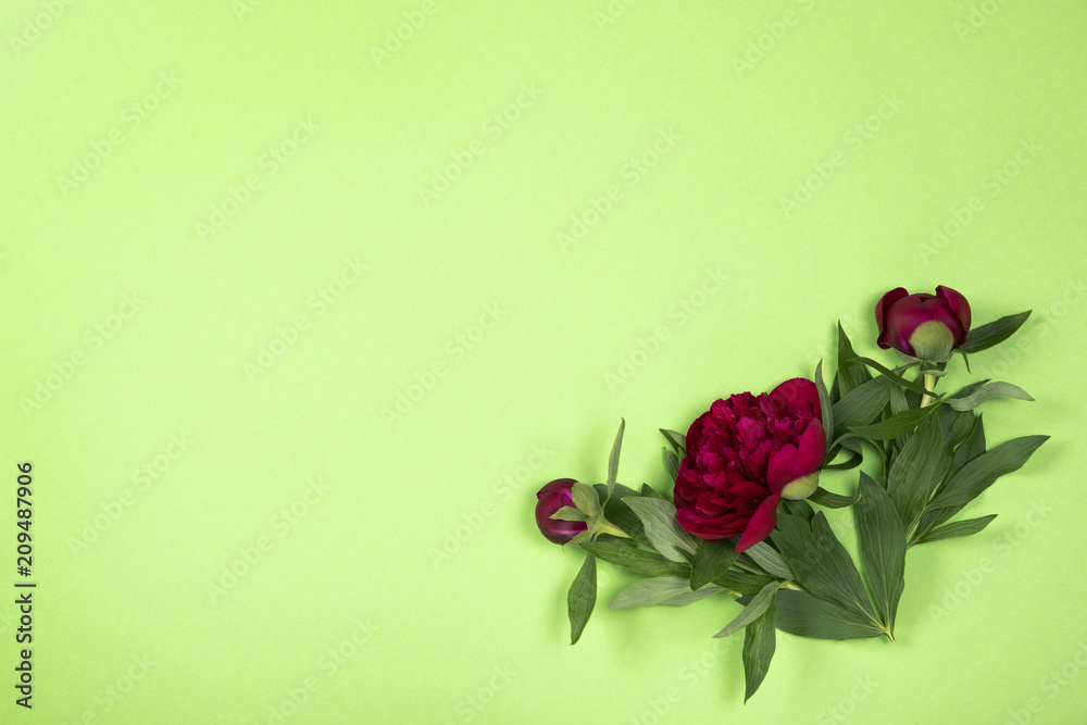 Obraz Kwiaty piwonie na zielonym tle z miejsca na kopię.