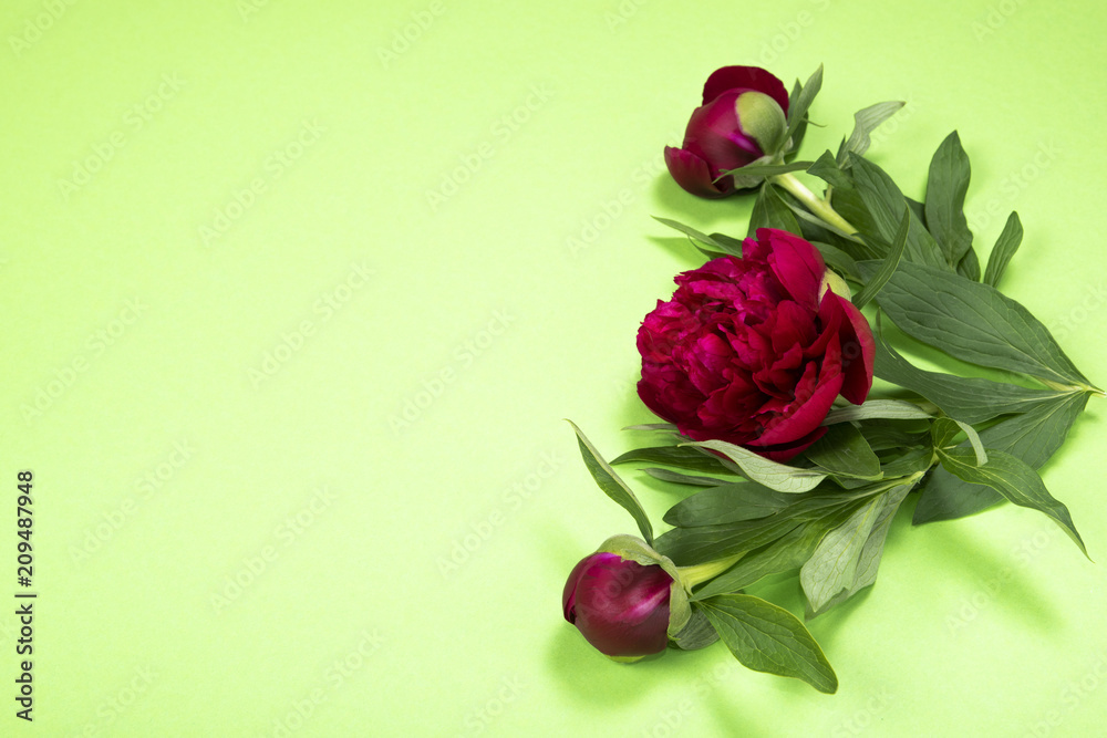 Obraz Peonies flowers on green background with copy space.