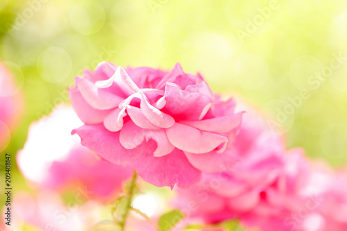 A large beautiful pink rose in a light green bokeh background.