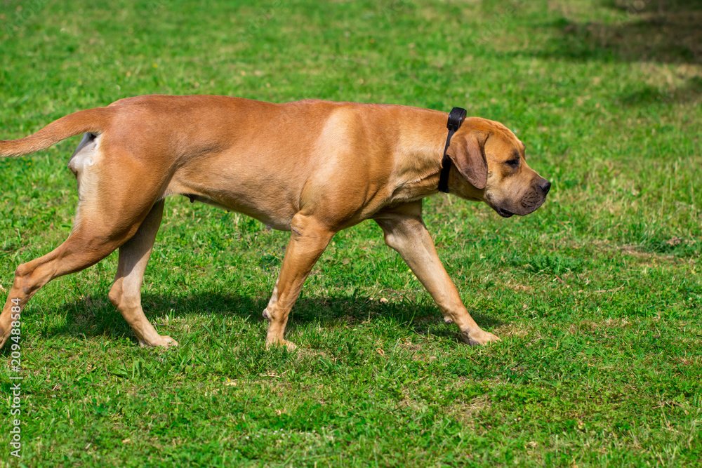 purebred big brown South-African massive dog species Boerboel
