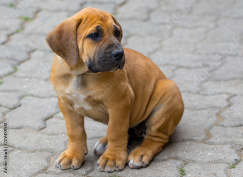 South african Boerboel puppy - the Game outside in the garden
