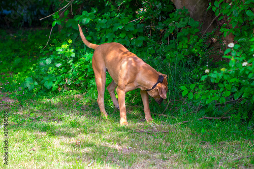 purebred big brown South-African massive dog species Boerboel
