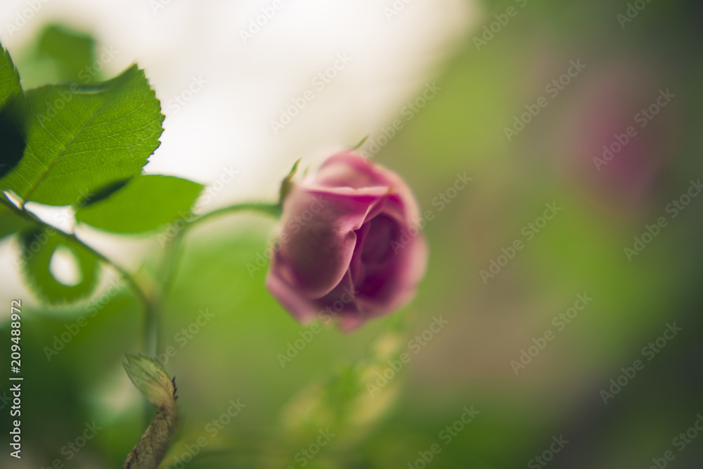 Soft blurred romantic image of a very old British pink rose Soft blurred romantic image of a very old British pink rose