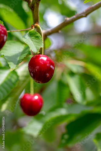 Red ripe cherries hanging at the cherry tree in the sun in summer