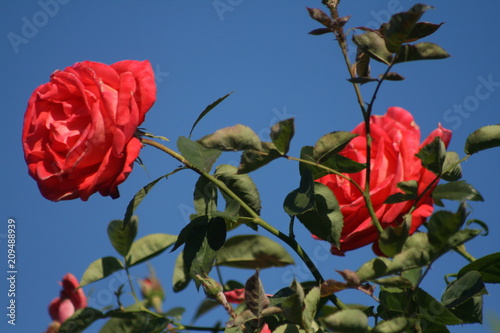 Red Rose and Blue Sky