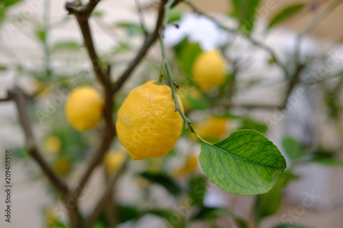 Lemon tree in Italy 