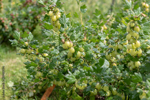 Ripe fruits at a gooseberry bush in the garden in summer