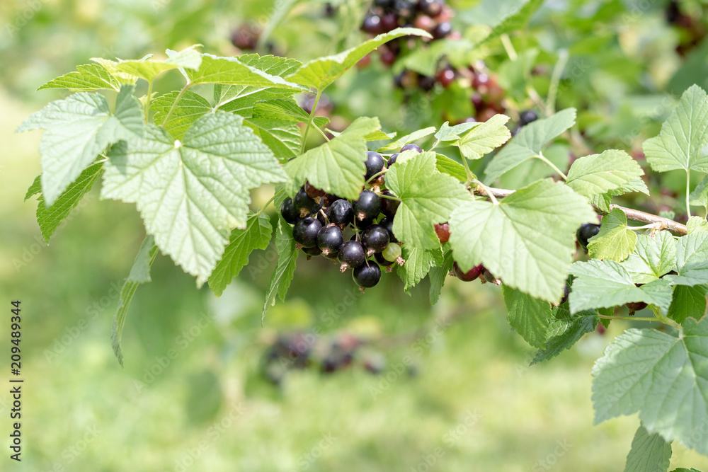 Bush of black currant with a lot of ripe black currant berries, in summer Bush of black currant with a lot of ripe black currant berries, in summer