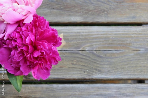 Pink peonies isolated on wooden background with copy space on the right