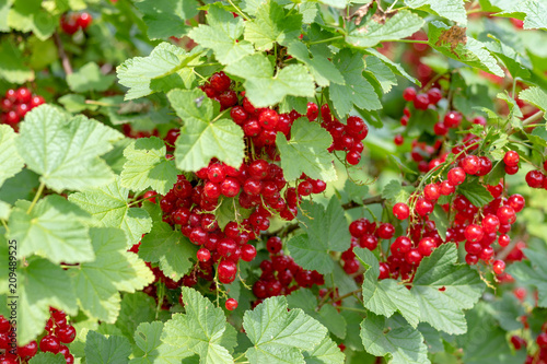 Bush of red currant with a lots of ripe red currant berries in summer