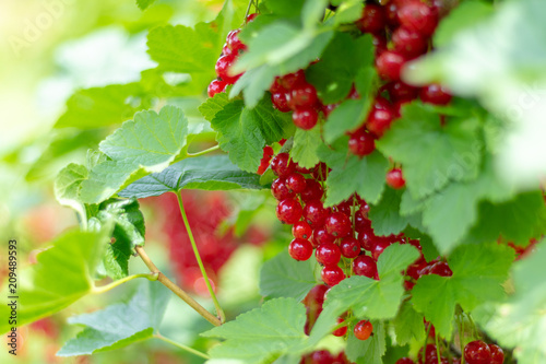 Bush of red currant with a lots of ripe red currant berries in summer