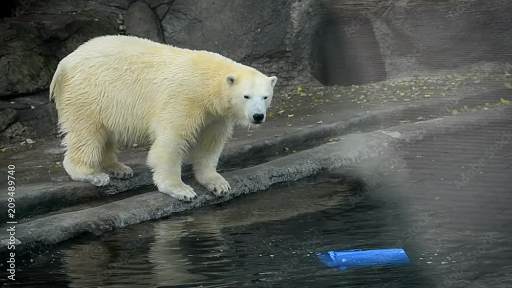 Cute polar bear is hunting for a plastic can