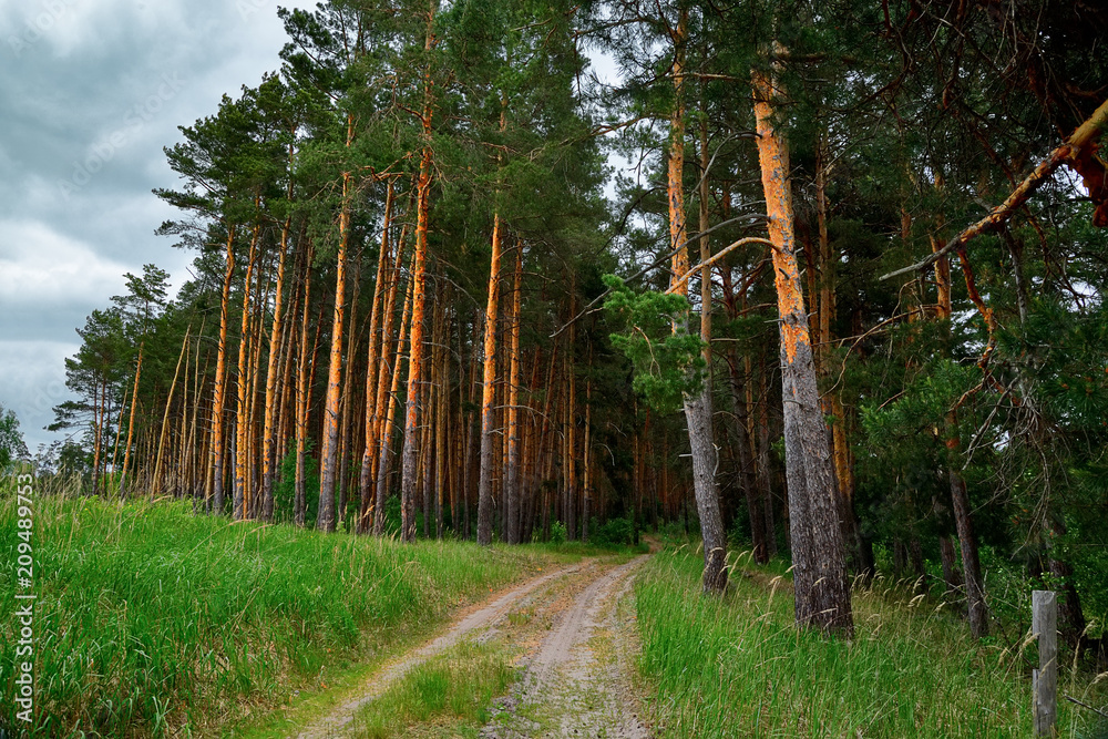Obraz premium Rural landscape. Forest, road.