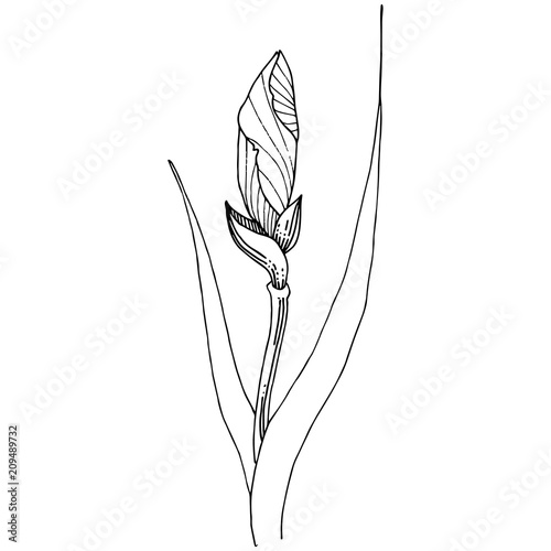 Irises in a vector style isolated. Full name of the plant: iris. Vector flower for background, texture, wrapper pattern, frame or border.
