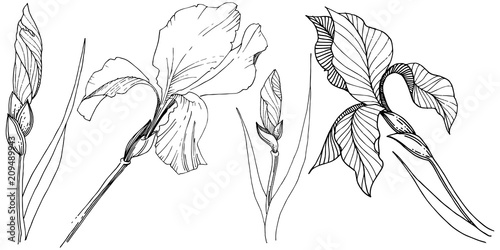 Irises in a vector style isolated. Full name of the plant: iris. Vector flower for background, texture, wrapper pattern, frame or border.