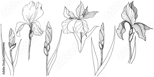 Irises in a vector style isolated. Full name of the plant: iris. Vector flower for background, texture, wrapper pattern, frame or border.