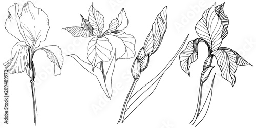 Irises in a vector style isolated. Full name of the plant: iris. Vector flower for background, texture, wrapper pattern, frame or border.