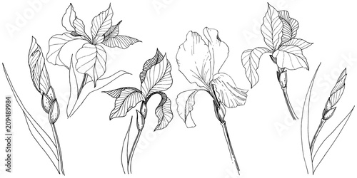 Irises in a vector style isolated. Full name of the plant: iris. Vector flower for background, texture, wrapper pattern, frame or border.