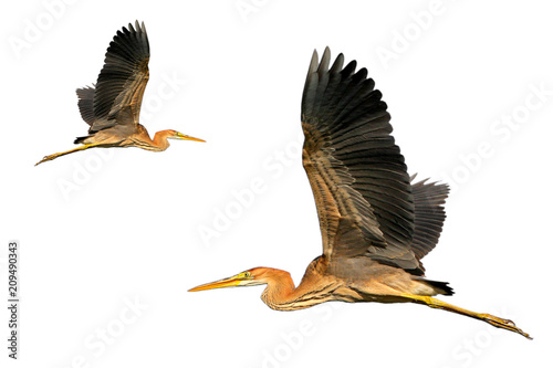 Принти на полотні Close up photo of a purple heron in flight isolated on white  background