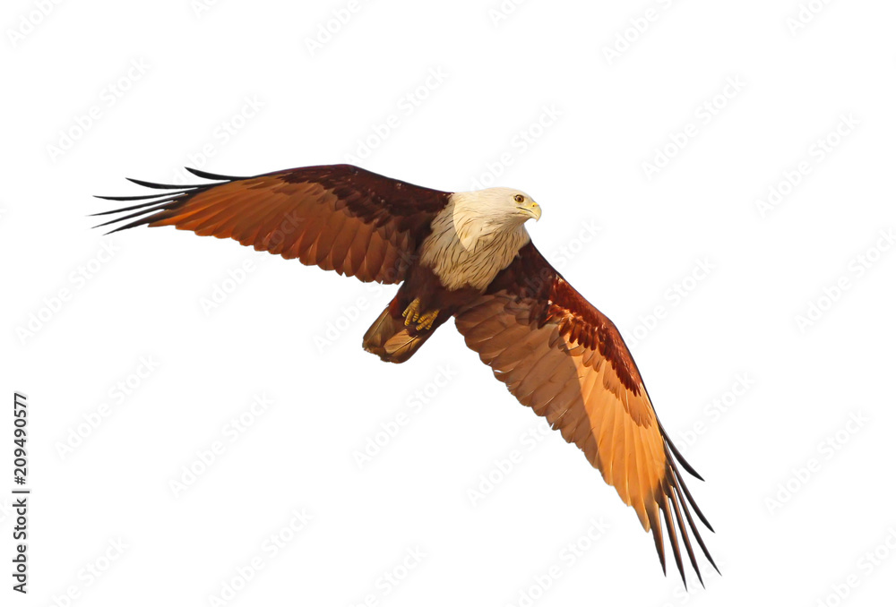 Obraz premium Brahmini kite in flight with open wings isolated on white background.