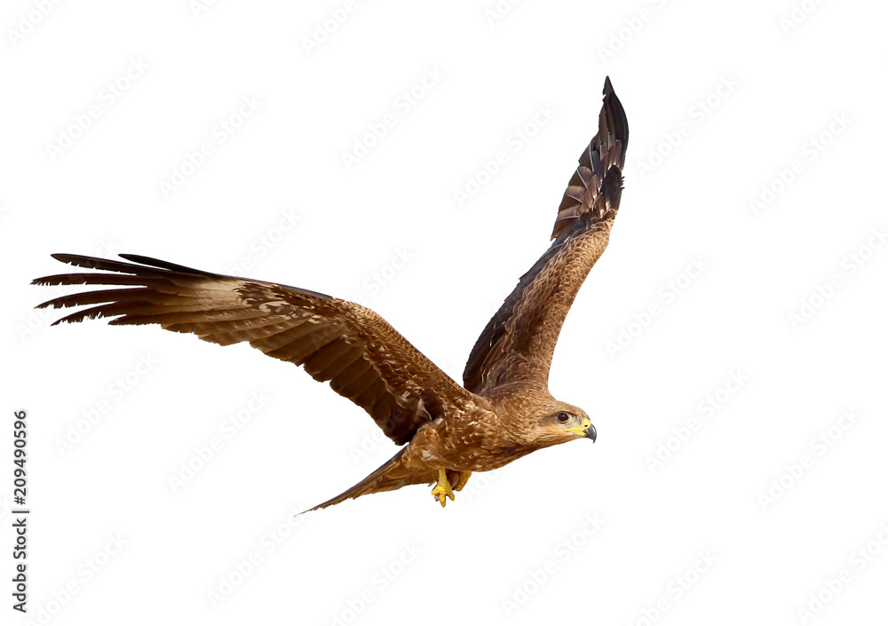 Fototapeta premium Black kite in flight with fish in legs isolated on white background.