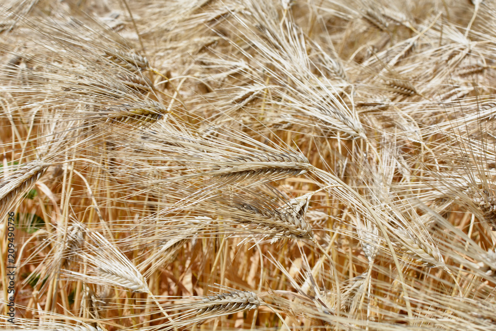 Fototapeta premium Mature wheat ears in the wind