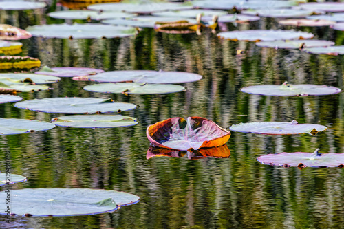 A dark pond with green lotus leaves and one red like a boat photo