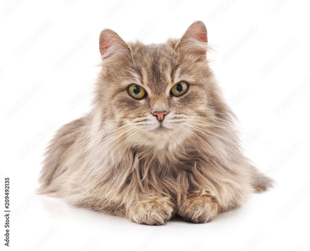 Fototapeta premium One gray cat.