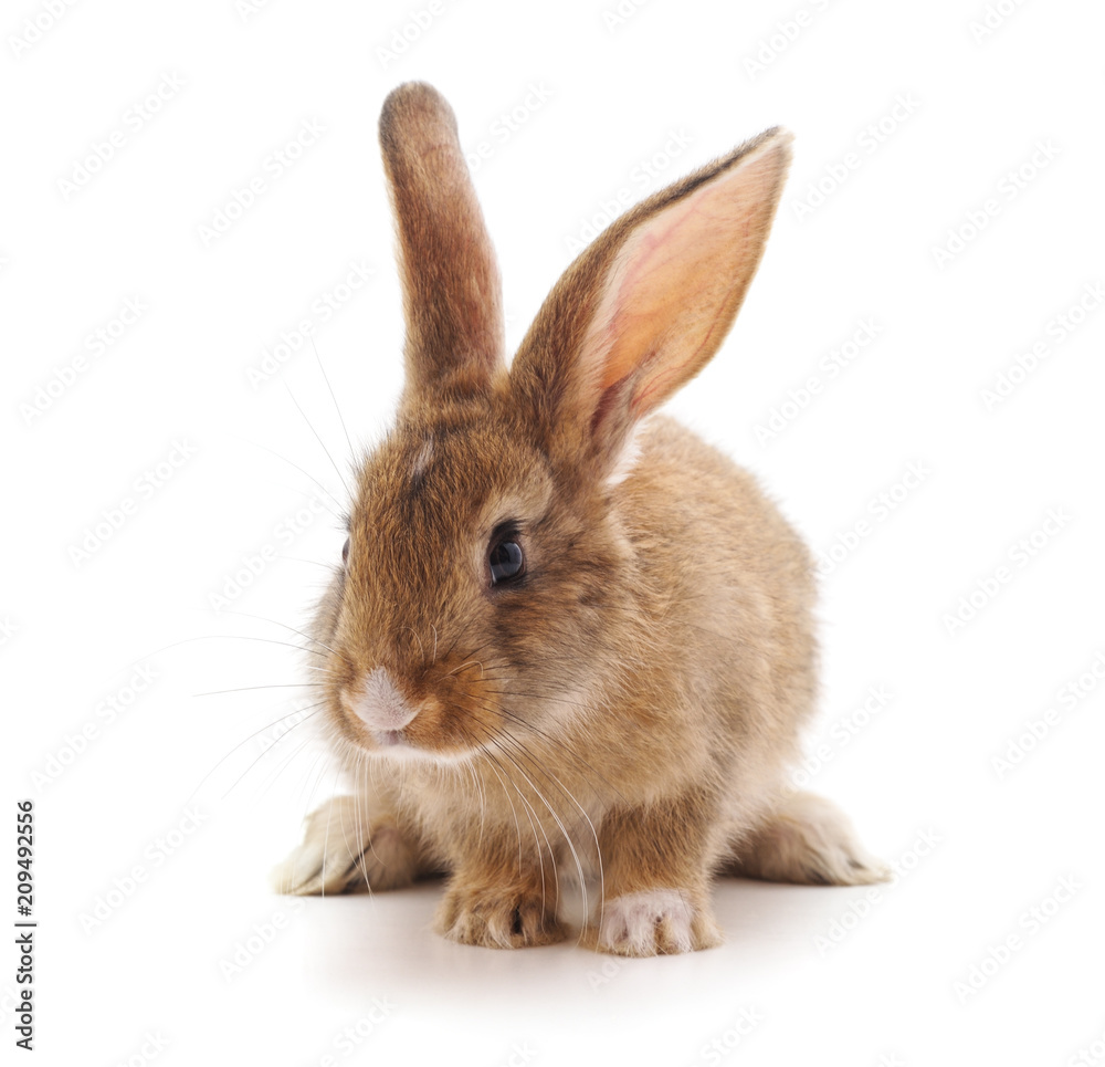 One small brown rabbit. One small brown rabbit.