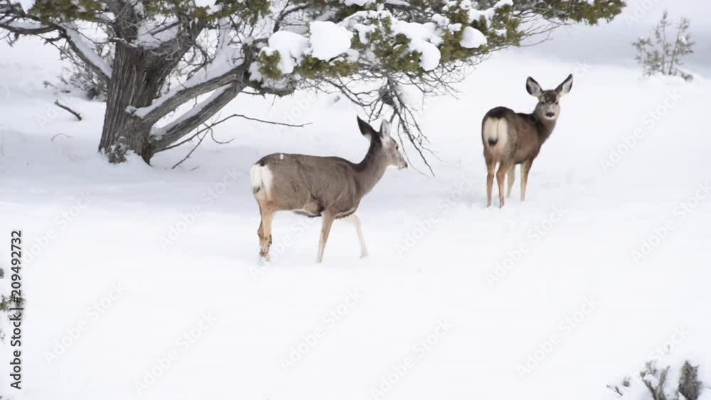 Injured Deer Walking Through a Snowy Valley Injured Deer Walking Through a Snowy Valley