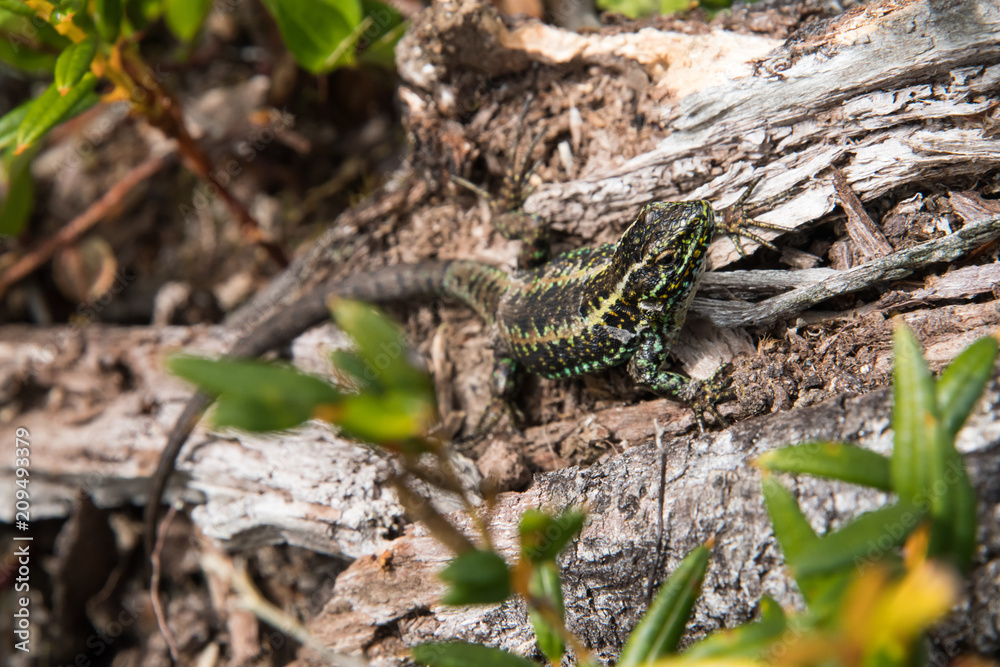 Lizard heating up in the sun Lizard heating up in the sun