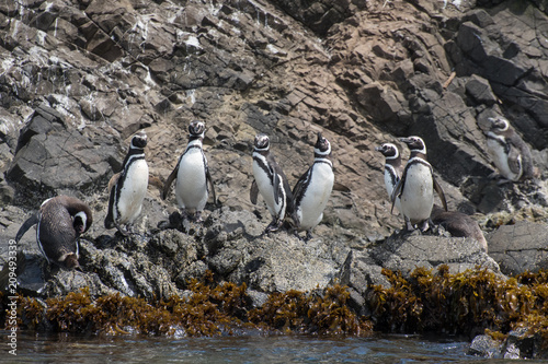 Group of Magellanic Penguins near Puñihuil photo