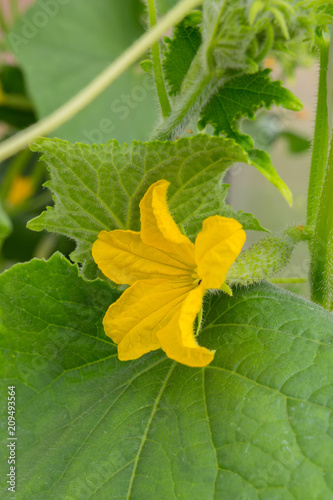 Flower ovary plants cucumber in the greenhouse, the concept of ecology and gardening