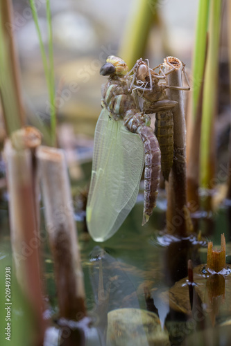 Metamorphosis Of A Southern Hawker Dragonfly