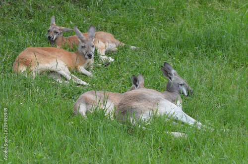 Kangaroo in the grass