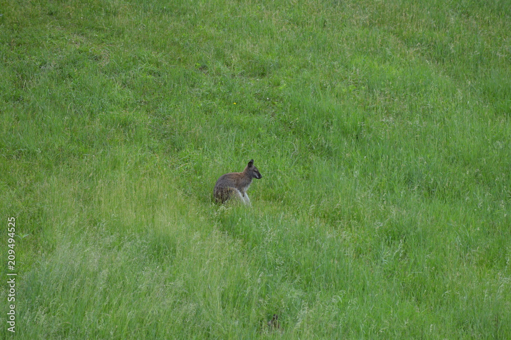Obraz premium Wallaby in the grass