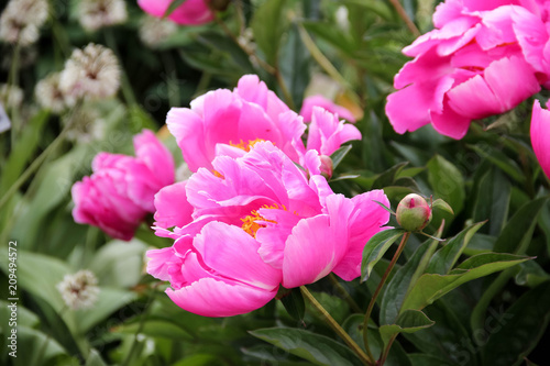 Flowering pink peonies in the garden
