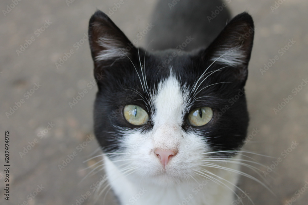 white cat white cat
