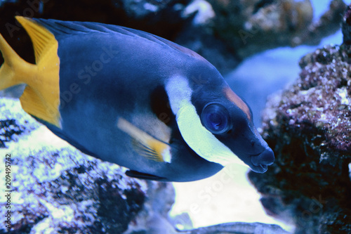 The blue Zebrasoma of the family Acanthuridae. Popular aquarium fish. Zebrasoma can be bred and raised commercially but are mostly harvested wild photo
